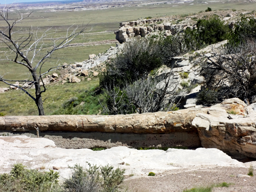 Agate Bridge is a large fossil log